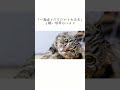 猫の猫吸いについての秘密を暴露！【猫の雑学】#shorts #ねこのいる生活