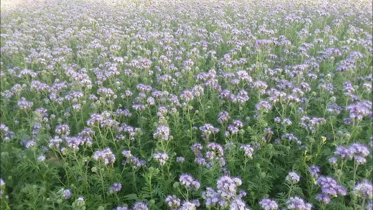 Проросток фацелия. Фацелия через сколько всходит после посева осенью. Фацелия пижмолистная всходы. Фацелия через сколько всходит после посева осенью. Фацелия ростки.