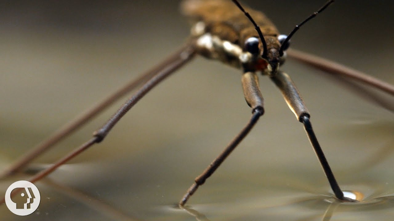 ⁣This Is Why Water Striders Make Terrible Lifeguards | Deep Look