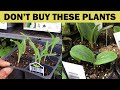 12 plants very easy to grow do not buy these plants from nursery