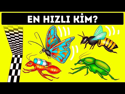 Video: Dünyanın en hızlı böcekleri