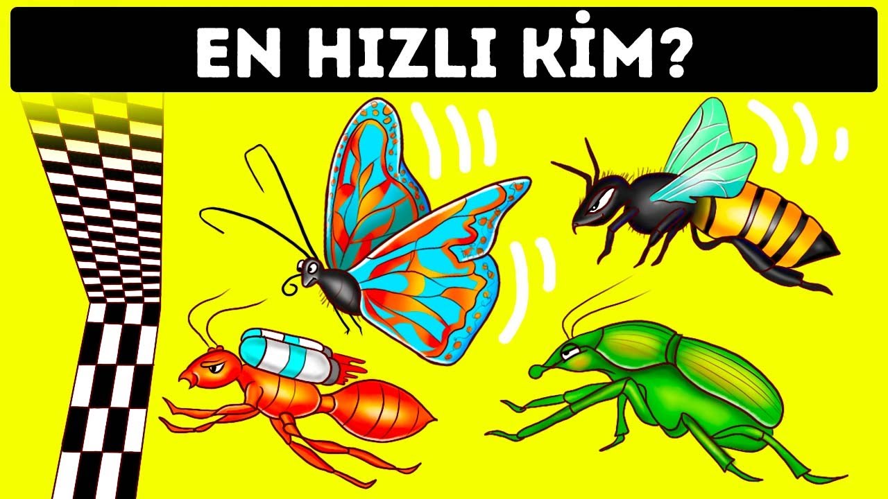 En Hızlı Böceklerin Yarışını Kim Kazanırdı