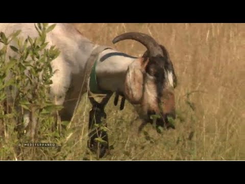 Video: Pintu Bergaya 