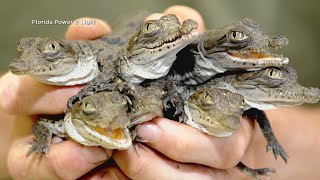 Florida seeing American crocodile numbers come back