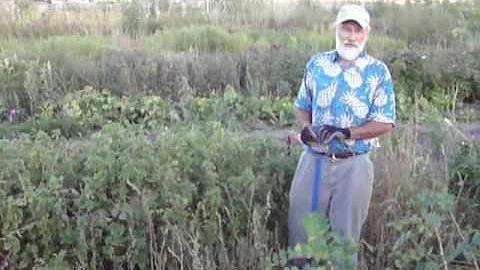 stinging nettle as a farm crop - permaculture!