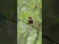 Beautiful little wren, singing