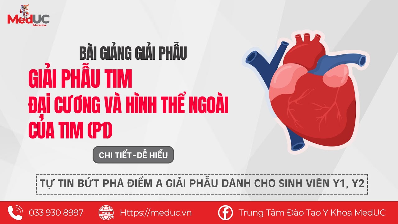 [Giải Phẫu Tim] | #1 Đại Cương Và Hình Thể Ngoài Của Tim (P1) | Trung Tâm Đào Tạo Y Khoa MedUC