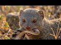 Mongoose vs Cobra: Fight to the Last Breath | AI Cinematic Wildlife Documentary 4K | Veo 3 Pro