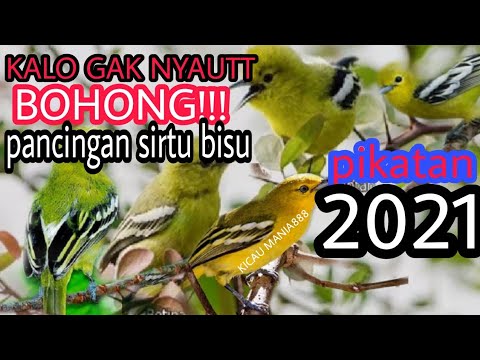 SUARA PIKAT SIRTU / CIPOH /sirdung cipow PALING lengket  2021.andalan kicau mania