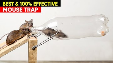 Best Mouse Trap Bottle - Trap Rat Trap Homemade - DIY Mouse Trap