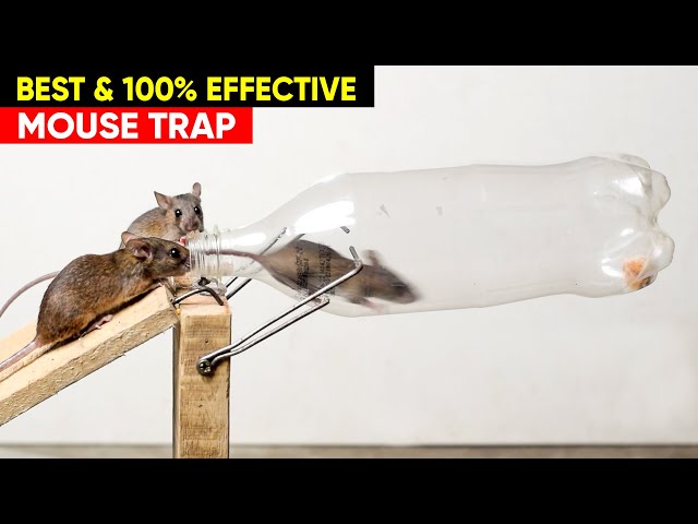 Best & Easy Humane Mouse Trap Jar/Bottle, Rat Trap Homemade