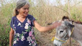 doña tomasa va con su burro a la presa a traer agua