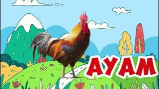 SUARA AYAM BERKOKOK
