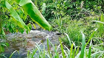 Bán vườn trái cây đủ loại 3712m2 tuyệt đẹp giáp suối chảy quanh năm ở Kim Long