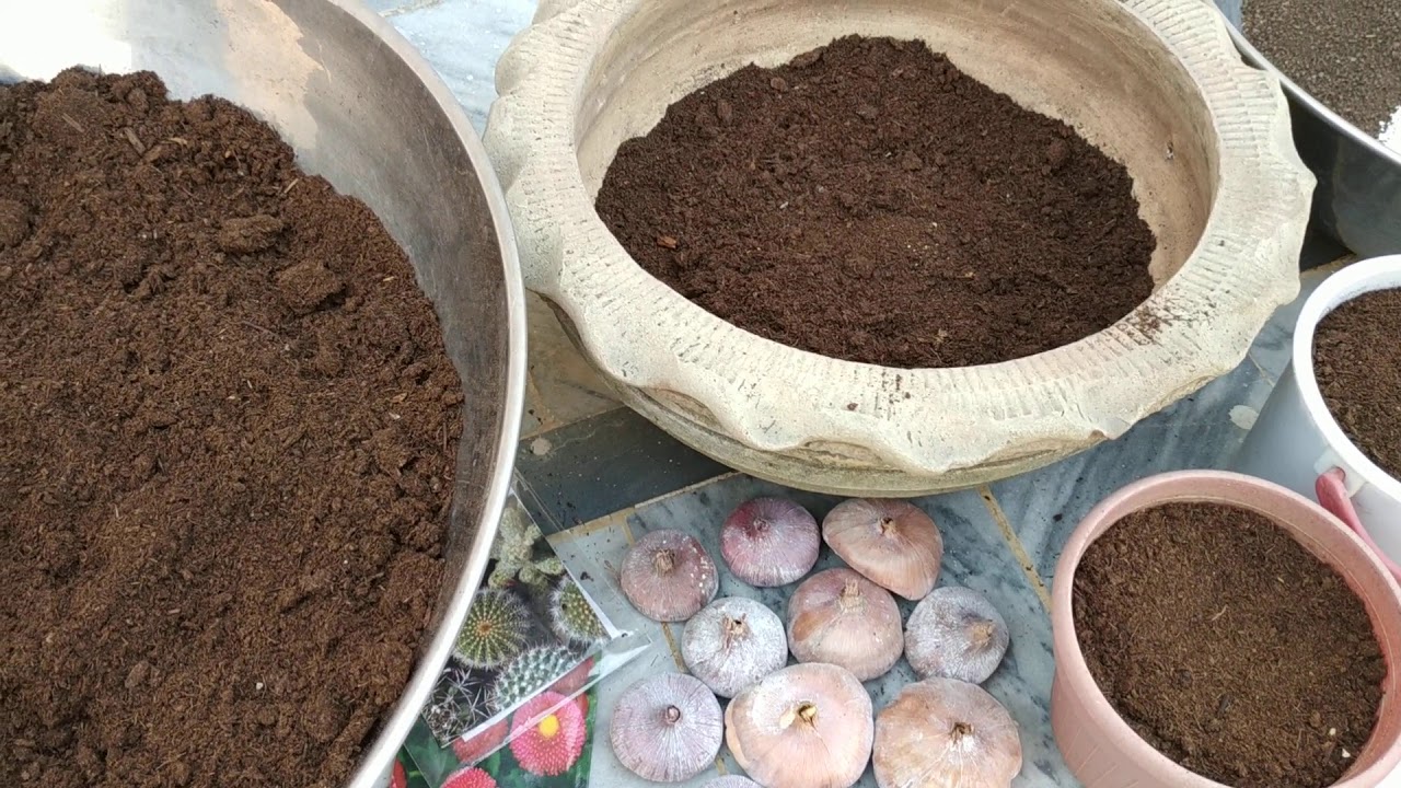 What is Peat Moss | How to Use Peat Moss | Benefits of Peat Moss | Coco Peat | Coco Coir