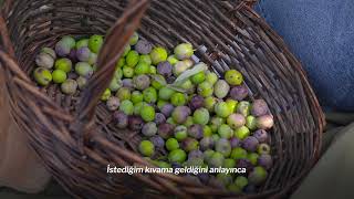 Şef Gizem Manisalı Ile Zeytin Kırma