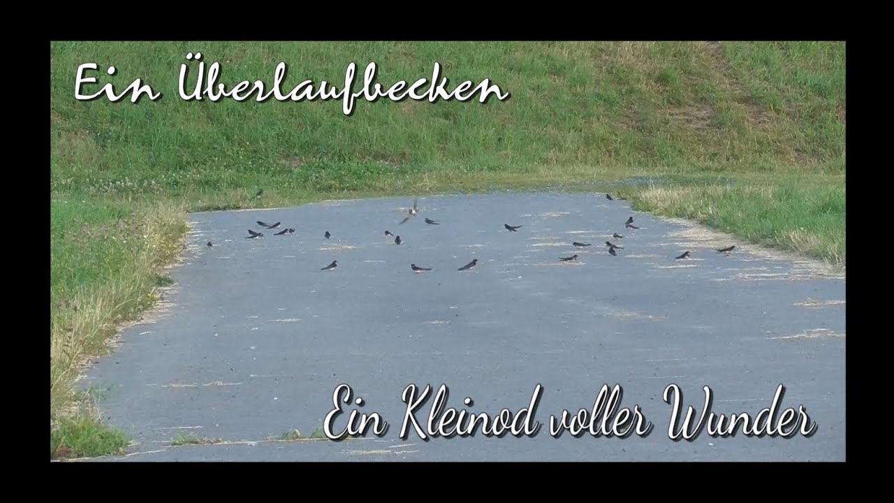 Naturschutz erleben Eine kleine Pfütze voller Wunder YouTube