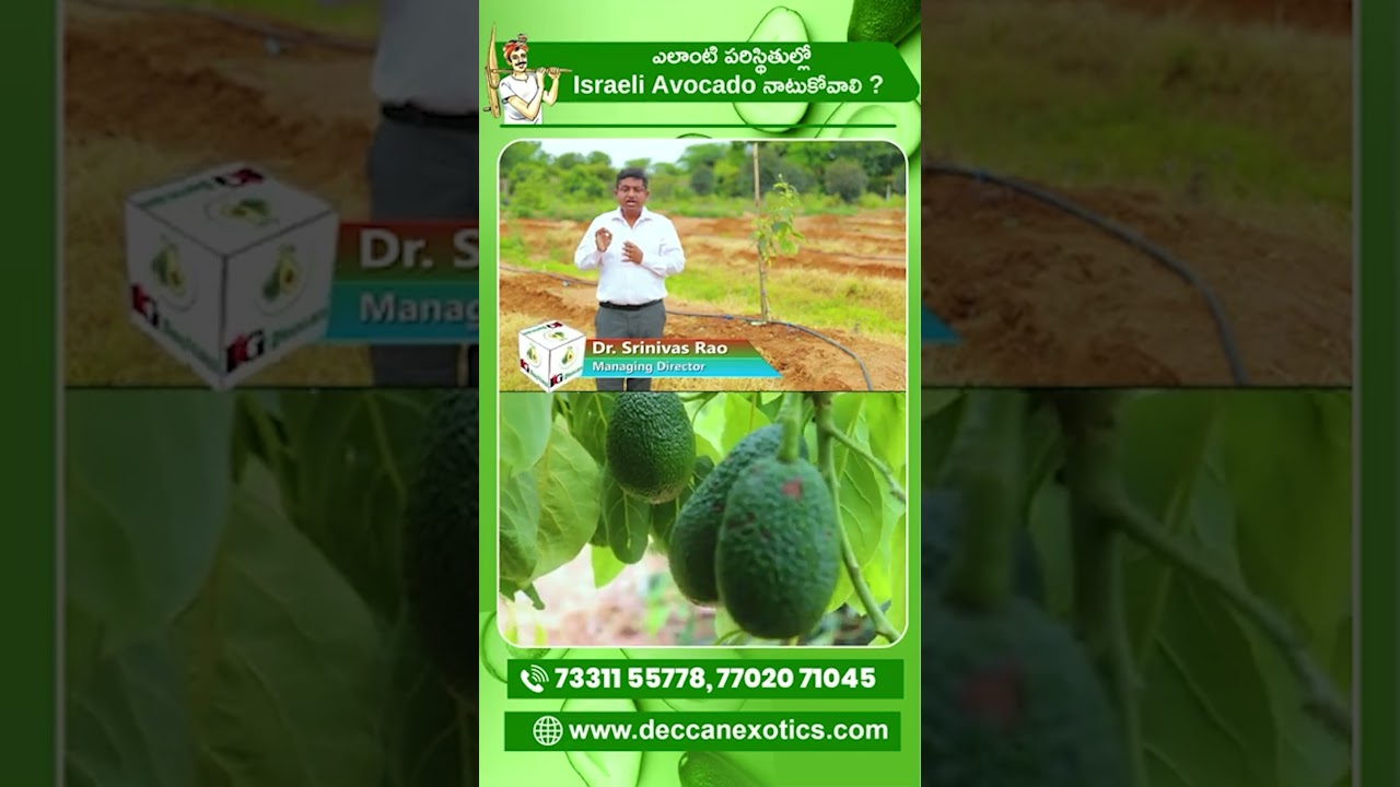 Best Conditions to Grow Israeli Avocado Successfully in India | Deccan Exotics 