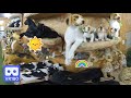 3D 180VR 4K Lion Tiger Panda Horse Cat and Dogs All of animals are here Zoo Toy Shop in Animal Park