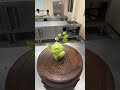 Easy Vegetable Flower CarvingforBeginnersStunning VegetableCutting Flower ArtTutorial#KitchenSkills