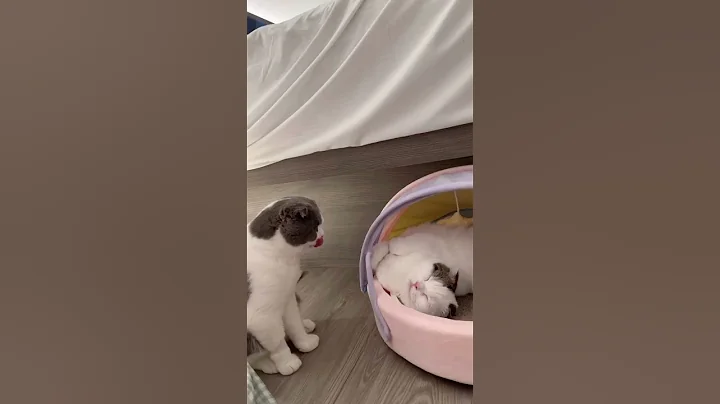 Watch the video about Scottish fold cat meowing and funny moments #scottishfold #kitten #scottishfoldbaby