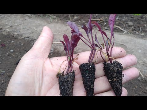 Vídeo: Problemas de cultivo de beterraba - dicas para mudas de beterraba caindo