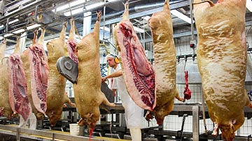 Amazing Million Dollars Pork Processing Technology - Modern Pig Farming | Food Factory