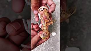 ডিম থেকে ফুটে বের হলো মিষ্টি বাচ্চা | Amazing Hatching Process #shorts