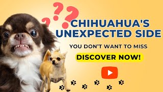 Top 5 Reasons Which Makes Chihuahua Aggressive #chihuahua