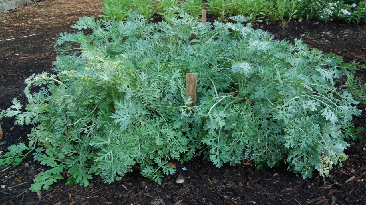 WORMWOOD Artemisia Absinthium An Early Look In Spring 2017 YouTube