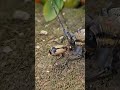 Bombardier beetle defends with chemical weapons when attacked by Longhorn beetle🥶😱 #beetle