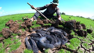 amazing fishing! a lots of catch catfish in underground at field when dry season by hand