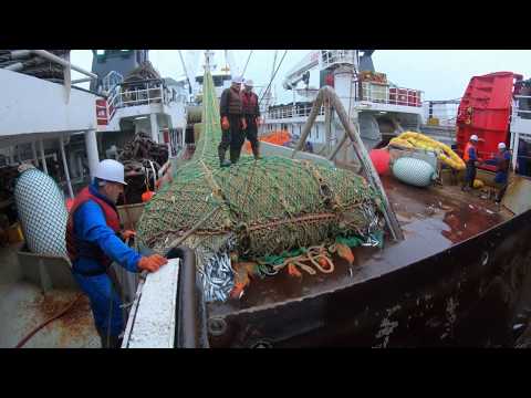 Видео: краткое ознакомительное видео по полному циклу добычи о обработки рыбы на судне МРКТ