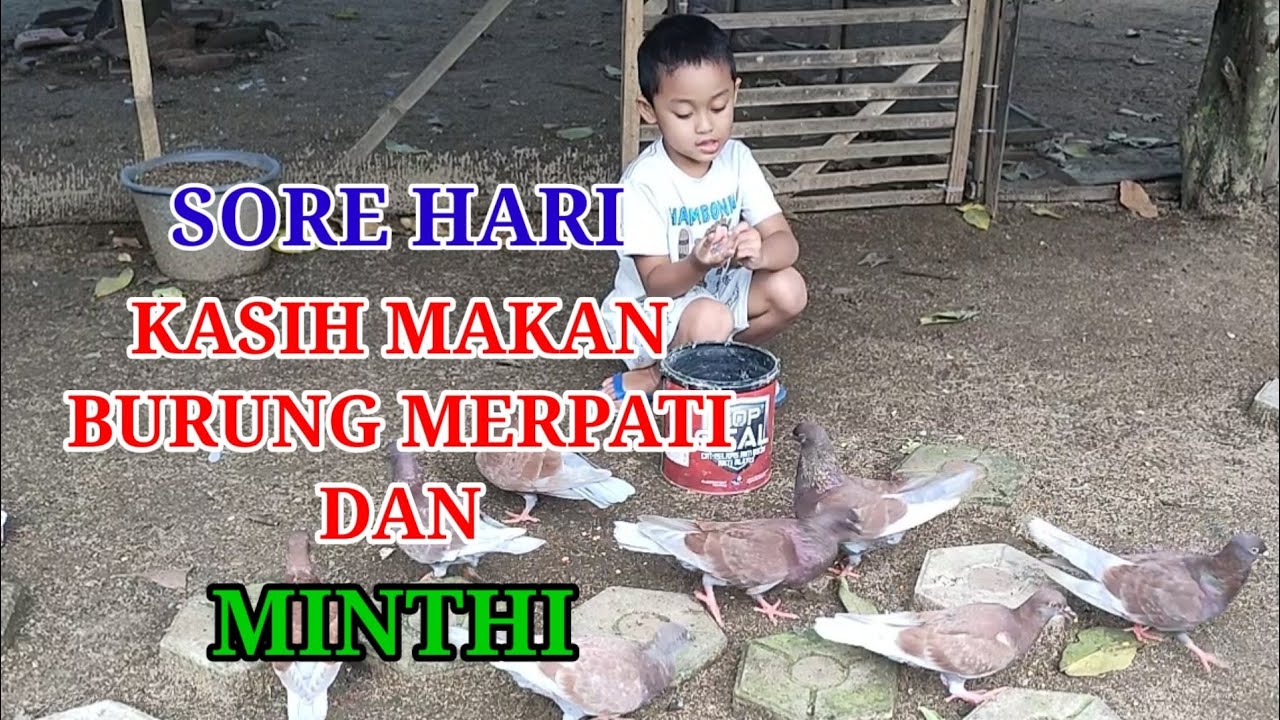 Minthi Rambon Merpati Ambon - YouTube
