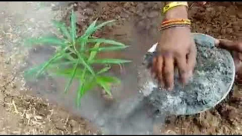 Planting with Biochar in Kakuma, Kenya
