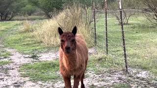 A quiet evening with my alpacas by Gulf Breeze Alpaca Ranch & Lodging 72 views 1 year ago 1 minute