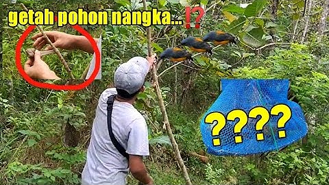 menangkap burung dengan pulut getah pohon Nangka⁉️