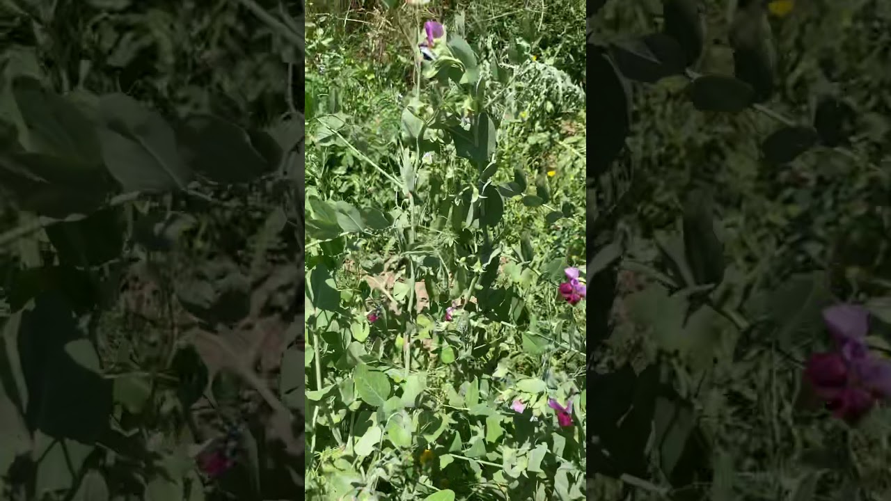 Permacultura, bosque comestible, en olivar ecológico