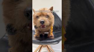 🐻태오의 신상간식 추천🛒 #하림펫푸드 #하림더리얼 #더리얼저키 #강아지간식 #강아지간식추천