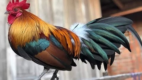 qaib dib qua zoo qua ntog 100%