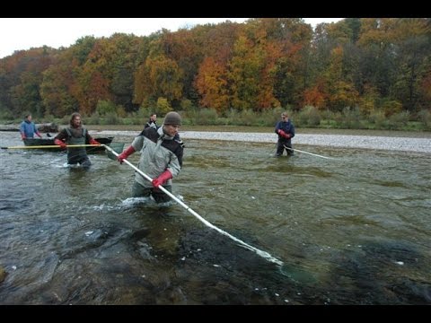 Isar: Die Äschenregion