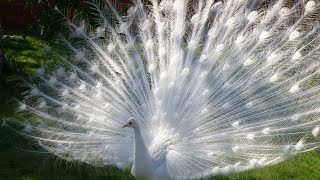 The majestic beauty of the Peacock Birds