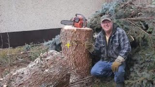 Don't do this at home.  Removing my huge spruce tree at the side of my house.