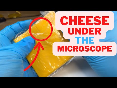 You won't believe what I found in this plastic CHEESE!