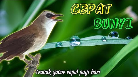 TRUCUK GACOR PAGI HARI... PANCINGAN BUNYI burung trucukan biar cepat bunyi GACOR