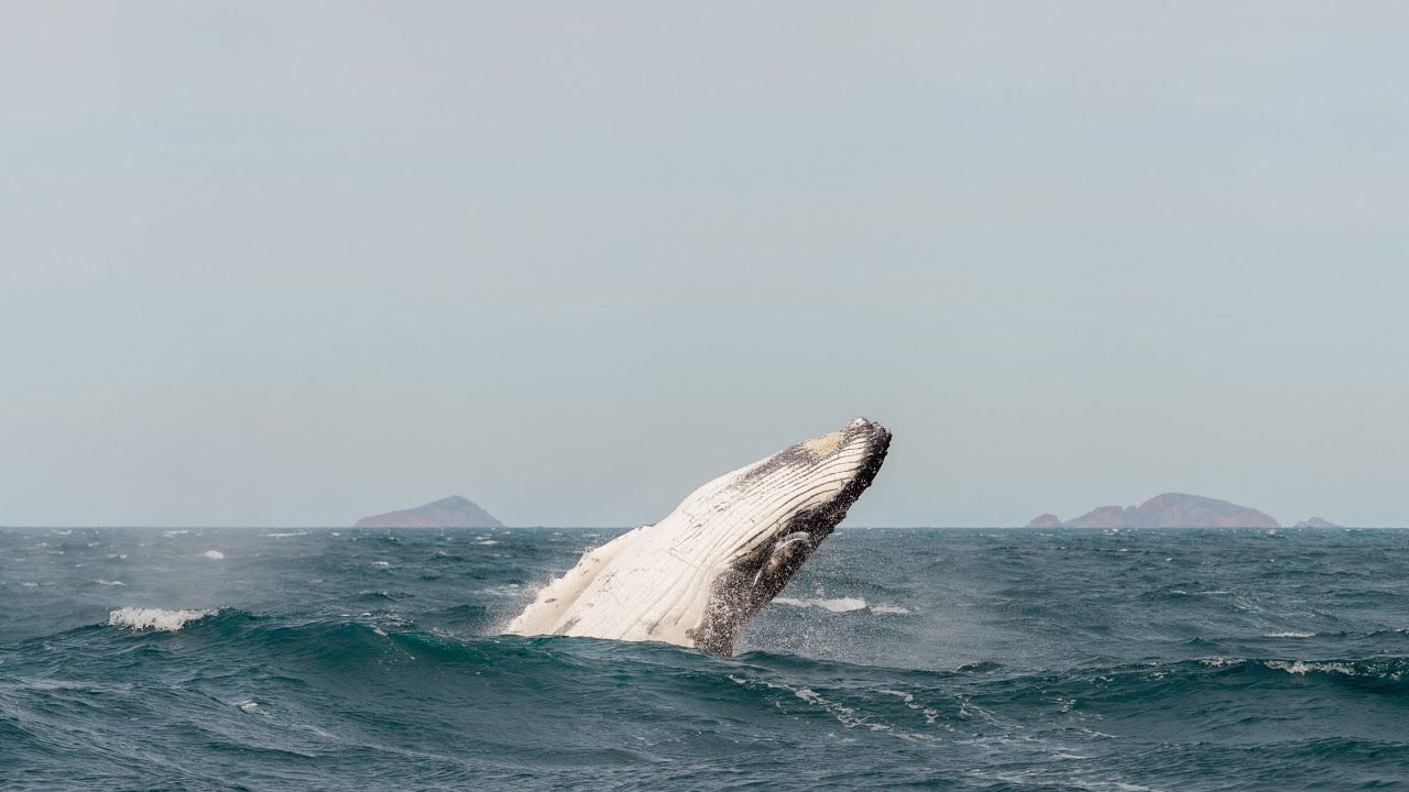 Wilsons Promontory Whale Watching Cruise