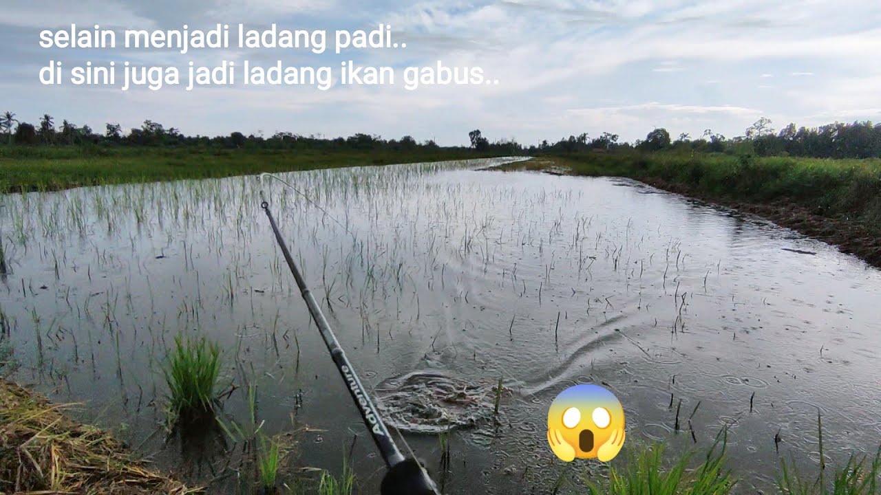 Dambaan Pemancing Casting Gabus