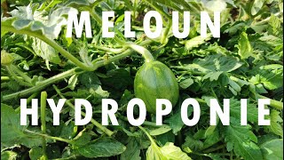 Meloun, hydroponicky část 2 #watermelons