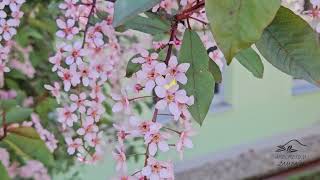 Prunus padus 'Colorata' střemcha obecná