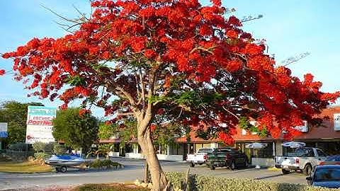 TLV 4 TUẦN 26 LUYỆN TẬP XÂY DỰNG KẾT BÀI TRONG BÀI VĂN MIÊU TẢ CÂY CỐI